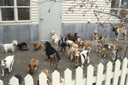 sawtooth animal center pet friendly vets in bellevue idaho, sun valley vets